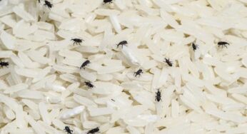 Beetles In Rice : బియ్యంలో ఎక్కువ‌గా పురుగులు వ‌స్తున్నాయా.. ఈ చిట్కాల‌ను పాటిస్తే బియ్యాన్ని నిల్వ చేయ‌వ‌చ్చు..!