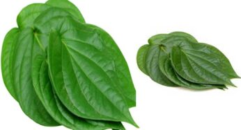 Betel Leaf : రోజూ ఒక త‌మ‌ల‌పాకును న‌మిలి తింటే.. ఏం జ‌రుగుతుందో తెలుసా..?