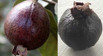 Black Guava : మీకు న‌ల్ల జామ‌కాయ‌ల గురించి తెలుసా.. వీటిని తింటే ఏం జ‌రుగుతుందంటే..?