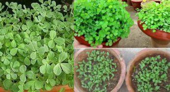 Fenugreek Plants Growing : మెంతికూర‌ను బ‌య‌ట కొనాల్సిన ప‌నిలేదు.. ఇంట్లోనే ఇలా ఎంత కావాలంటే అంత పెంచ‌వ‌చ్చు..!