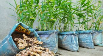 Ginger Plants : మీ ఇంటి చుట్టూ కుండీల్లోనే ఎంచ‌క్కా అల్లాన్ని ఇలా పెంచ‌వ‌చ్చు..!