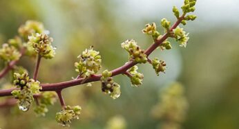 Mango Flower : ఇది అంద‌రికీ తెలిసిందే.. దీన్ని తింటే ఏం జ‌రుగుతుందో తెలుసా..?