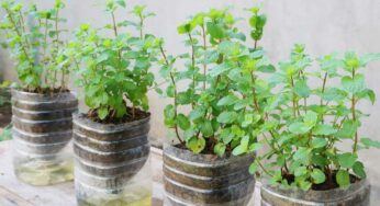 Mint Plants : పుదీనా మొక్క‌ల‌ను పెంచ‌డం ఎలాగో తెలుసా..? ఇలా చేస్తే చాలు..!