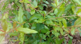 Pomegranate Leaves : ఈ చెట్టు మ‌న చుట్టూనే పెరుగుతుంది.. దీని ఆకుల‌ను మాత్రం విడిచిపెట్ట‌వ‌ద్దు..!