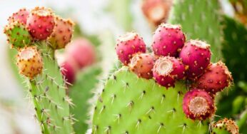 Prickly Pear Cactus : మ‌న చుట్టూ ప‌రిస‌రాల్లో పెరిగే మొక్క ఇది.. దీని కాయ‌ల‌ను తింటే ఏమ‌వుతుందో తెలుసా..?