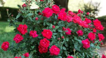 Rose Plants : అర‌టి పండు, బెల్లంతో ఇలా చేస్తే చాలు.. గులాబీలు, మందార పువ్వులు గుత్తులుగా పూస్తాయి..!