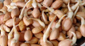 Sprouted Peanuts : మొల‌కెత్తిన ప‌ల్లీల‌ను రోజూ తింటే.. ఏం జ‌రుగుతుందో తెలుసా..?