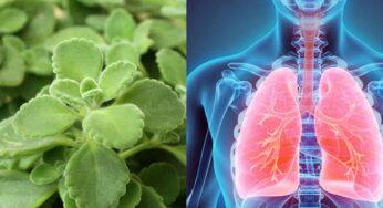 Vaamaku For Lungs : గుప్పెడు ఆకులు చాలు.. ఊపిరితిత్తులు మొత్తం క్లీన్ అవుతాయి..