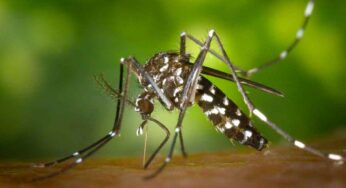 Dengue Mosquitoes : ఈ 5 చిట్కాల‌ను పాటించండి.. డెంగ్యూను క‌లిగించే దోమ‌లను సుల‌భంగా త‌రిమేయ‌వ‌చ్చు..!