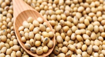 Soya Seeds : ఈ అనారోగ్య స‌మ‌స్య‌లు ఉన్న‌వారు సోయా గింజ‌ల‌ను అస‌లు తీసుకోరాదు..!