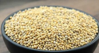 White Mustard Seeds : తెల్ల ఆవాల గురించి తెలుసా.. వీటితో ఎన్నో ప్ర‌యోజ‌నాలు క‌లుగుతాయి..!