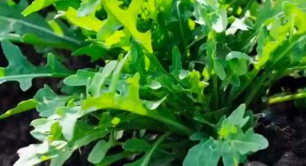 Arugula Plant Benefits : ఈ మొక్క ఎక్క‌డ క‌నిపించినా స‌రే.. విడిచిపెట్ట‌కుండా తెచ్చుకోండి.. బంగారంతో స‌మానం..!