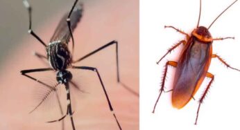 Mosquitoes And Cockroaches : ఈ మూడింటినీ క‌లిపి మీ ఇంట్లో అక్క‌డ‌క్క‌డా పెట్టండి.. దెబ్బ‌కు దోమ‌లు, బొద్దింక‌లు అన్నీ మాయం..!