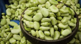 Broad Beans For Nerves Health : వీటిని రోజూ కాసిన్ని తింటే చాలు.. న‌రాలు ఉక్కులా మారుతాయి..!