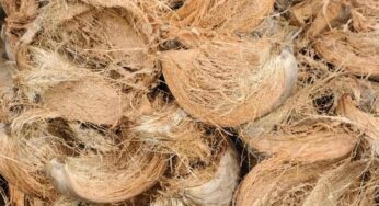 Coconut Husk : కొబ్బ‌రి పీచును ప‌డేస్తున్నారా.. ఈ విష‌యం తెలిస్తే ఇక‌పై అలా చేయ‌రు..!