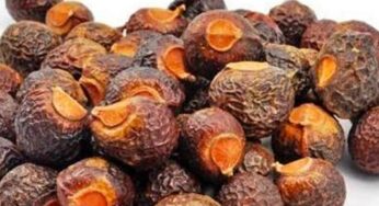 Shampoo With Soap Nuts : కుంకుడు కాయ‌ల‌ను ఇలా షాంపూగా చేసుకుని వాడండి.. ఎంతో గొప్ప రిజ‌ల్ట్ వ‌స్తుంది..!