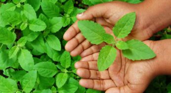 Tulsi Leaves On Empty Stomach : రోజూ ఖాళీ క‌డుపుతో తుల‌సి ఆకుల‌ను ఈ 7 విధాలుగా తీసుకోవ‌చ్చ‌ని మీకు తెలుసా..?