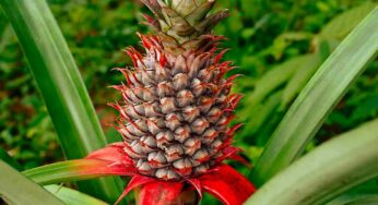 Pineapple Health Benefits : పైనాపిల్‌ను తింటే ఏం జ‌రుగుతుందో తెలిస్తే ఆశ్చ‌ర్య‌పోతారు..!