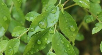 Curry Leaves For Face : ఈ ఆకుపచ్చ ఆకులు జుట్టుకు మాత్రమే కాకుండా ముఖానికి కూడా ప్రయోజనకరంగా ఉంటాయి..!