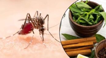 Mosquitoes In Summer : ఈ సీజ‌న్‌లోనూ దోమ‌లు మిమ్మ‌ల్ని ఇబ్బందుల‌కు గురి చేస్తున్నాయా.. అయితే ఈ చిట్కాల‌ను పాటించండి..!