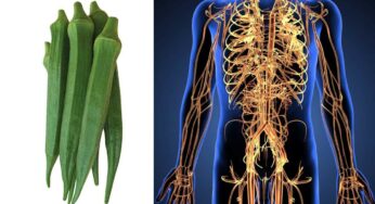 Okra For Nerves : వీటిని తింటే చాలు.. వీక్ అయిన న‌రాలు సైతం షాకిచ్చినట్లు యాక్టివేట్ అవుతాయి..!