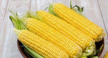 Sweet Corn : స్వీట్‌కార్న్ తిన‌డం వ‌ల్ల ఇన్ని లాభాలు ఉన్నాయా..? ఇన్ని రోజులూ తెలియ‌నేలేదే..!