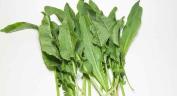 Water Spinach : ప‌చ్చ‌కామెర్ల‌ను న‌యం చేసే ఆకు ఇది.. ఎక్క‌డ క‌నిపించినా విడిచిపెట్ట‌కుండా తెచ్చుకోండి..!