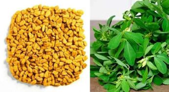 Fenugreek Seeds And Leaves : మెంతులు లేదా మెంతి ఆకులు.. రెండింట్లో ఏవి మ‌న‌కు ఎక్కువ ప్ర‌యోజ‌నాల‌ను అందిస్తాయి..?