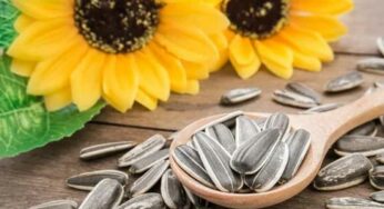 Sunflower Seeds : పొద్దు తిరుగుడు విత్త‌నాల‌ను ఉద‌యం తిన‌వ‌చ్చా..?