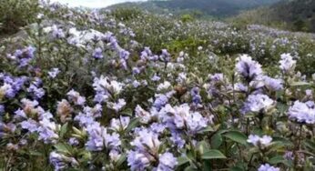 Neelakurinji Flowers : 12 ఏళ్ల త‌ర్వాత మ‌ళ్లీ విక‌సించిన నీల‌కురింజి పూలు.. చూసి మురిసిపోతున్న పర్యాట‌కులు..