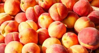 Peaches : ఈ పండ్లు బ‌య‌ట మార్కెట్‌లో ఎక్క‌డ క‌నిపించినా విడిచిపెట్ట‌కుండా తెచ్చుకుని తినండి..!