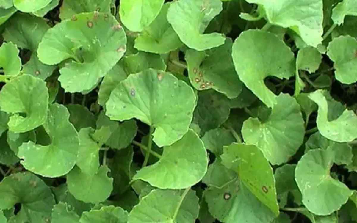 Saraswathi Plant many wonderful health benefits to know 