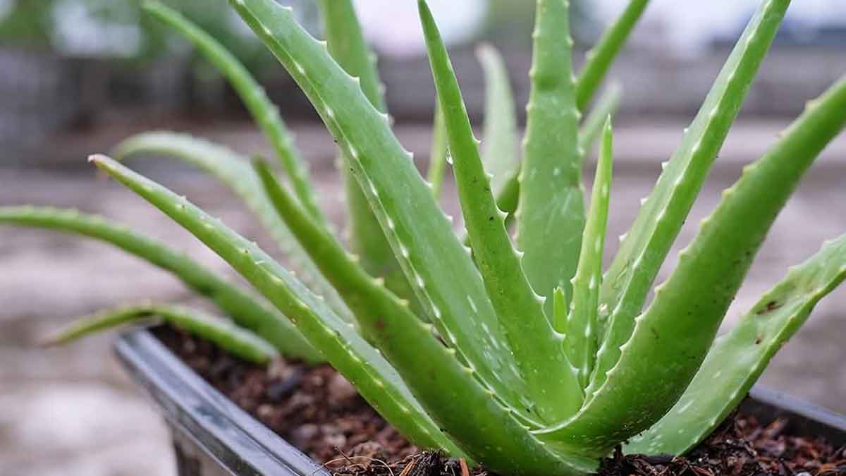 put aloe vera plant in your home like this for wealth 