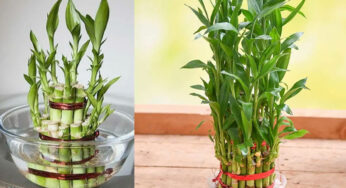 Bamboo Plant : ఈ ఒక్క మొక్కను ఇంట్లో పెట్టుకుంటే చాలు.. ఎంత దురదృష్టవంతుడికైనా లక్ కలిసి వస్తుంది..