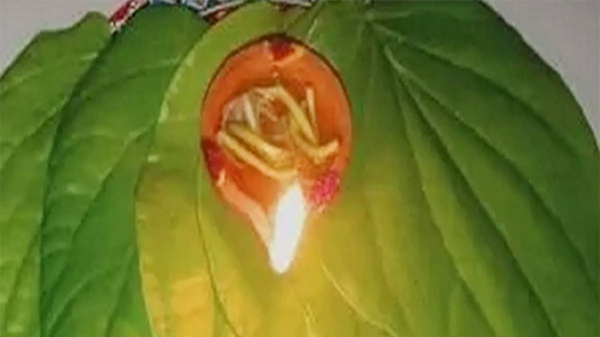 betel leaves deepam removes your problems 