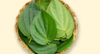 Betel Leaves Health Benefits : ఈ ఒక్క ఆకు.. 100 అద్భుతాలు చేస్తుంద‌ని మీకు తెలుసా..?