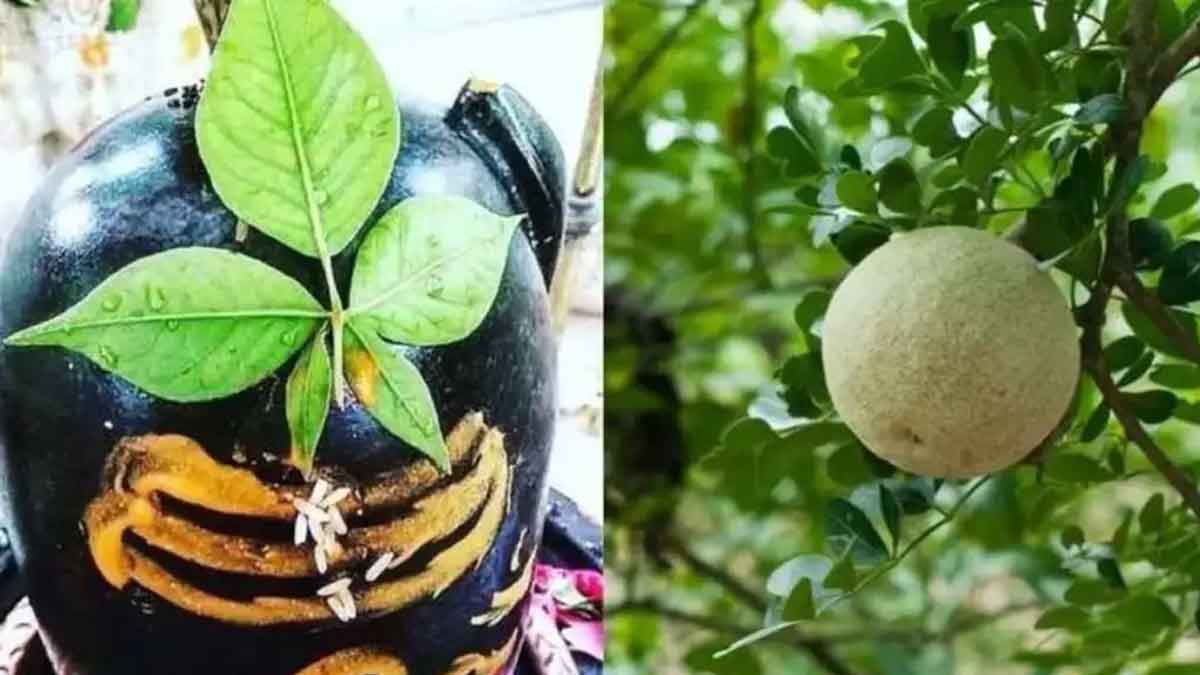 why lord shiva likes bilva leaves 