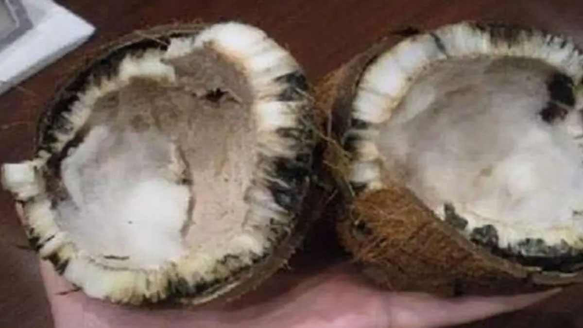 coconut spoiled after break what happens 