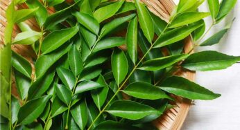 Curry Leaves For Diabetes : ఈ ఆకులని రోజూ నమిలితే.. షుగర్, బీపీ సమస్యలే వుండవు..!