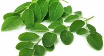 Drumstick Leaves : మున‌గాకు నిజంగా ఆకుప‌చ్చ బంగార‌మే.. దీంతో ఎన్ని లాభాలు క‌లుగుతాయో తెలుసా..?