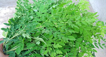 Drumstick Leaves : ఈ చెట్టు ఆకు ర‌సాన్ని తాగితే షుగ‌ర్, క్యాన్స‌ర్ హుష్ కాకి.!