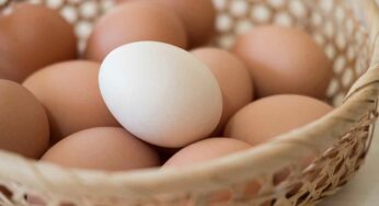 Eggs : కోడిగుడ్ల‌ను తిన‌లేరా.. అయితే వీటిని తినండి.. ప్రోటీన్ ఎక్కువ‌గా ల‌భిస్తుంది..!