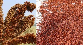 Finger Millets : రాగుల‌ను రోజూ ఏదో ఒక విధంగా తీసుకోవాల్సిందే.. ఈ రోగాల‌కు చెక్ పెట్ట‌వ‌చ్చు..!