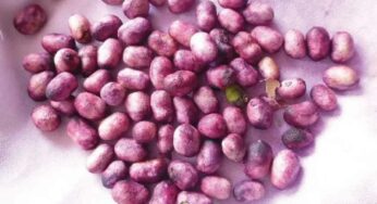 Jamun Seeds : నేరేడు పండ్ల‌ను తిని విత్త‌నాల‌ను ప‌డేస్తున్నారా.. ఇవి తెలిస్తే ఇక‌పై అలా చేయ‌రు..!