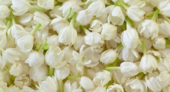 Jasmine Flowers : భార్యకు మల్లెపూలు కొనిస్తే ఏం జరుగుతుందో తెలుసా..? తప్పక తెలుసుకోండి..!