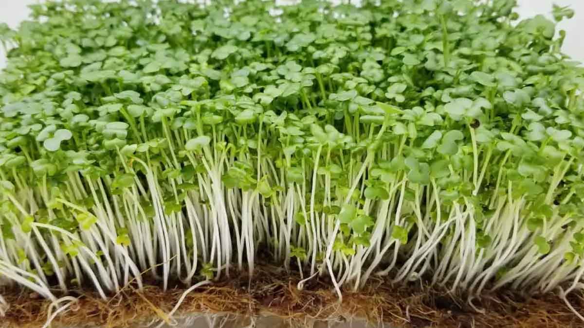 what happens if you eat micro greens daily 