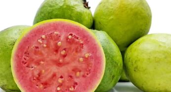 Red Guavas : ఎరుపు రంగు జామ‌కాయ‌ల‌ను తింటే ఏం జ‌రుగుతుందో తెలుసా..?