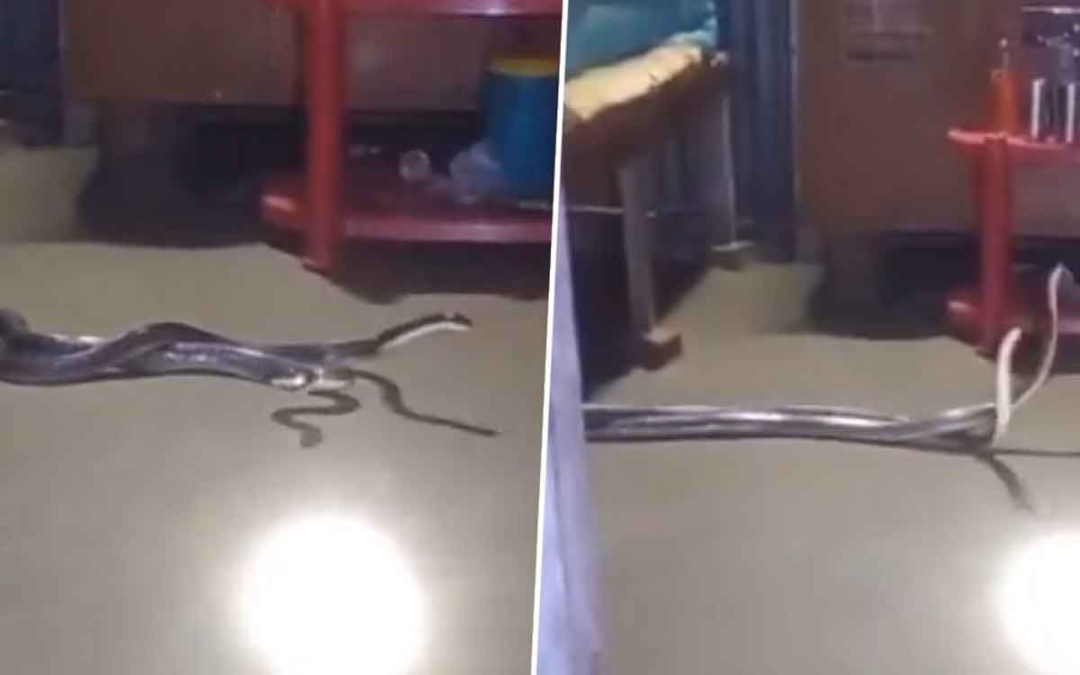 snakes fighting viral video 