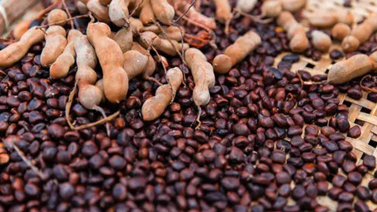 use tamarind seeds in this way to control diabetes 