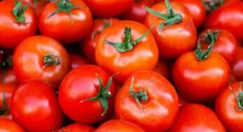 Tomatoes : షుగర్ ఉన్నవాళ్లు టమాటాలని తీసుకోవచ్చా..?